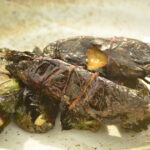 茄子の葉くるみ